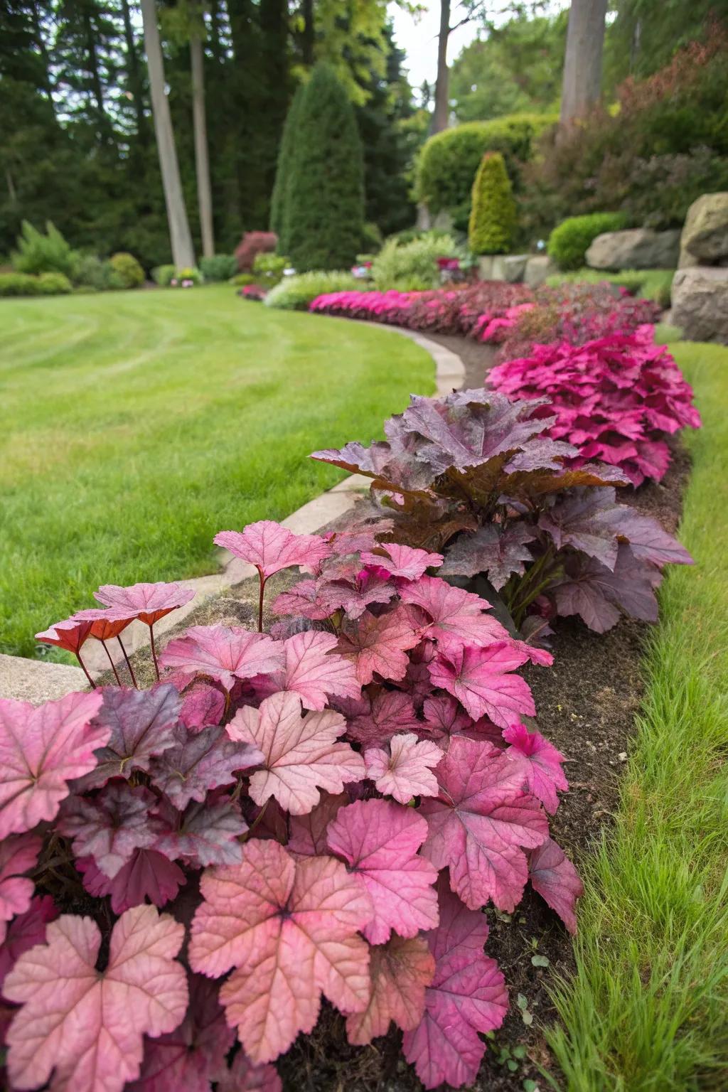 Huecheras function as an attractive undergrowth element in a garden setting.