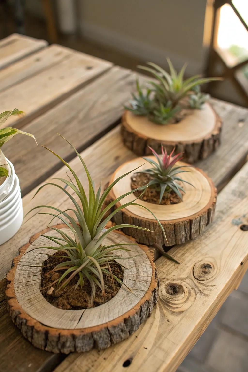 <strong>Air plants</strong> resting on wood pieces to convey rustic charm.” loading=”lazy” class=”pimg”>
	</picture><figcaption><strong>Air plants</strong> resting on wood pieces to convey rustic charm.</figcaption></figure>
<p>Present your <strong>air plants</strong> atop wood pieces for an earthy, natural ambiance. This straightforward, yet impactful approach seamlessly integrates the outdoors with interior spaces.</p>
<h3>A few helpful options:</h3>
<ul class=