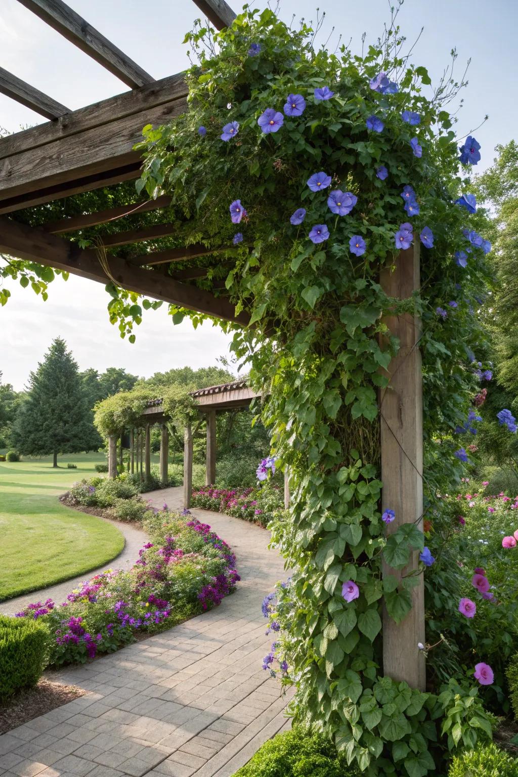 A pergola has been transformed into a floral hideaway with morning glories.