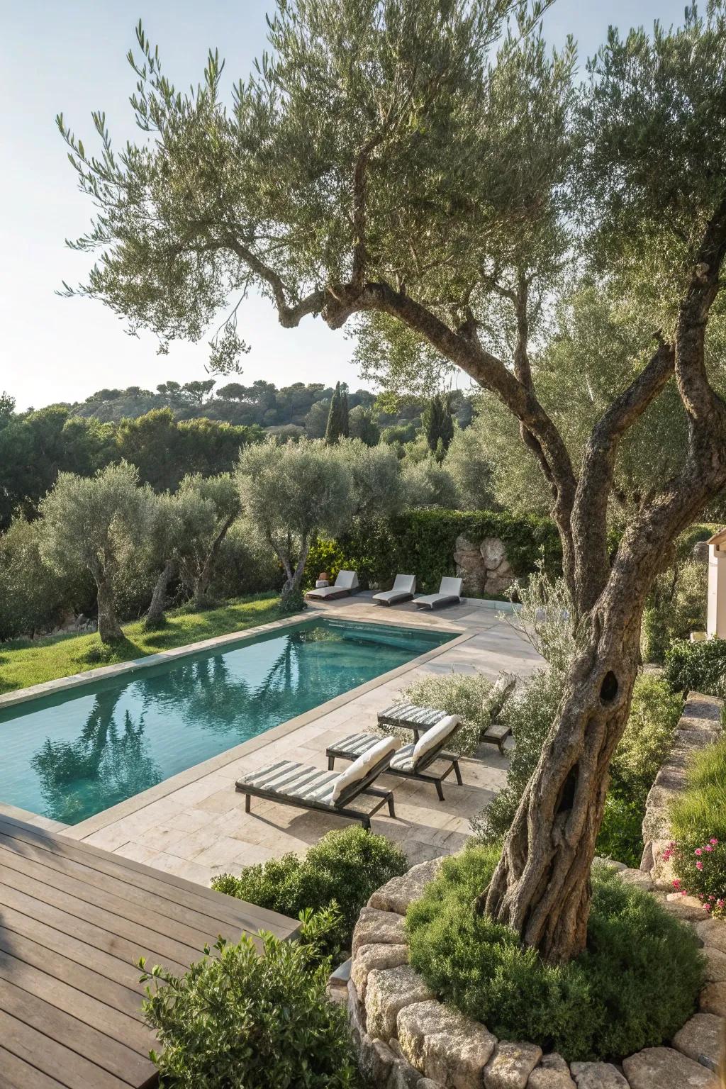 Olive trees offer a touch of timeless Mediterranean sophistication.
