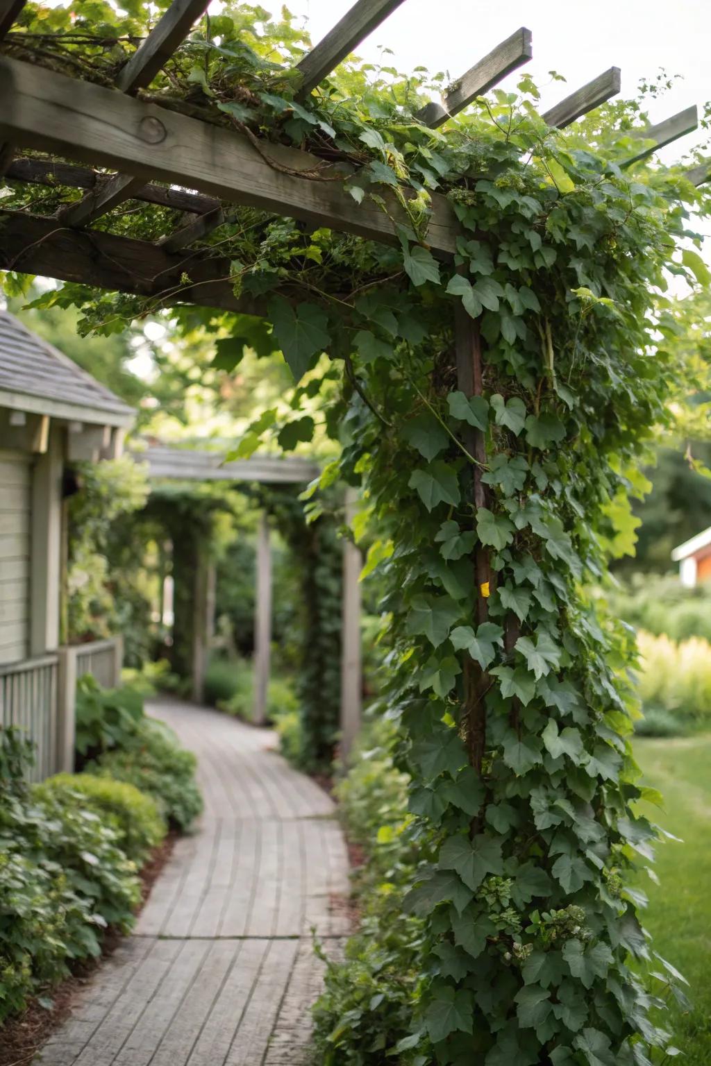 Relish year-round solitude via evergreen climbers on your screen.