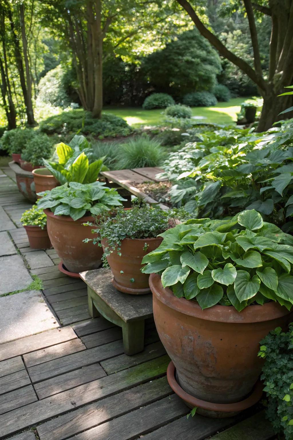 A shaded garden arrangement featuring earthenware pots with hostas and begonias.