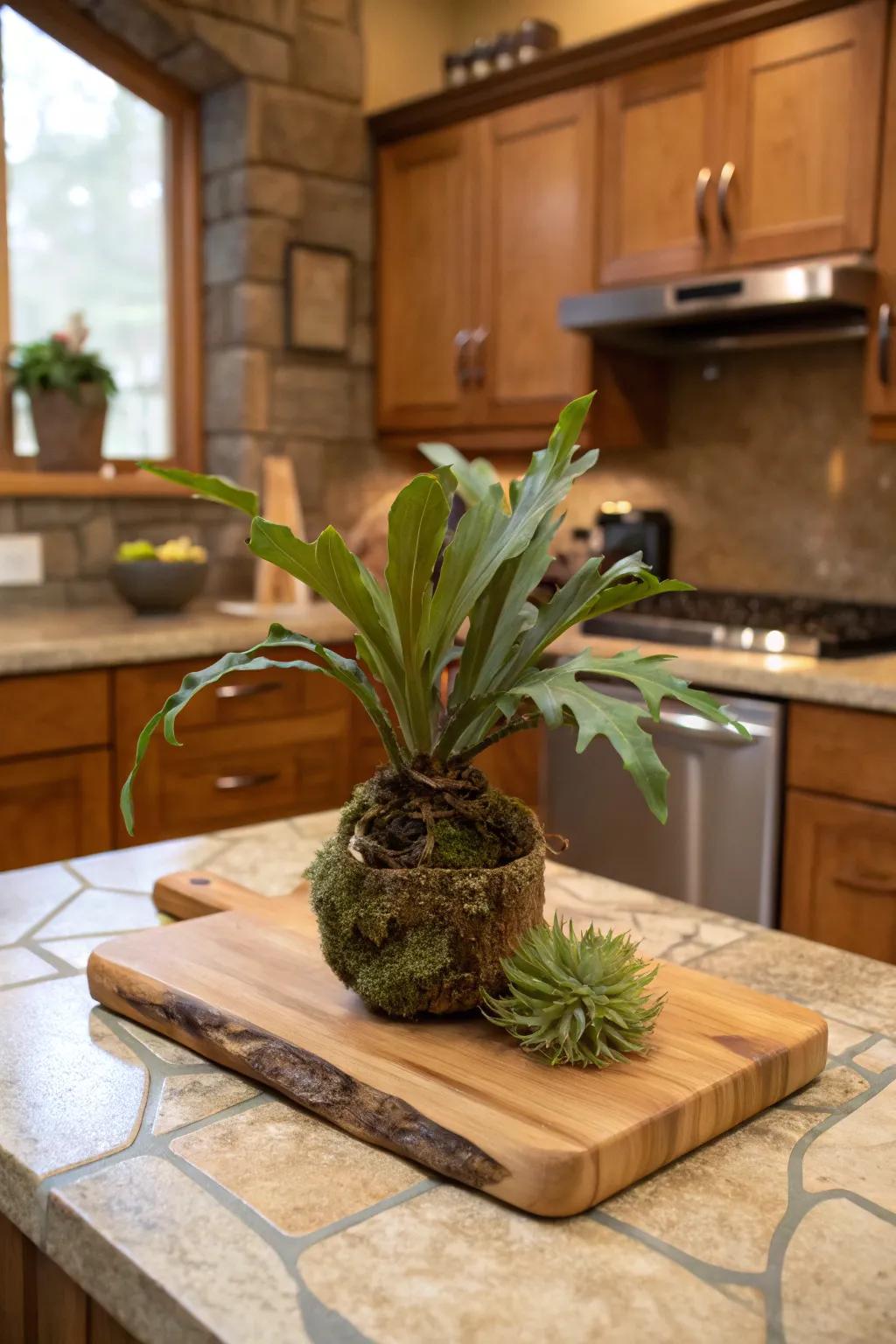 A durable wood cutting board furnishes a warm, rustic base for a staghorn fern.